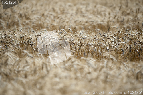 Image of Wheat field