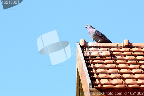 Image of male pigeon in top of the roof