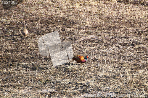 Image of male pheasant with its female
