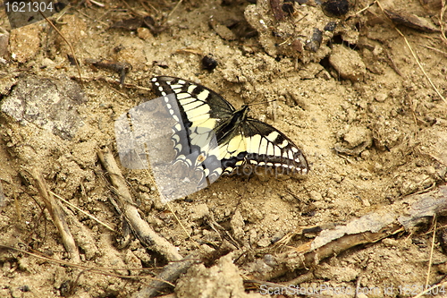 Image of Iphiclides podalirius