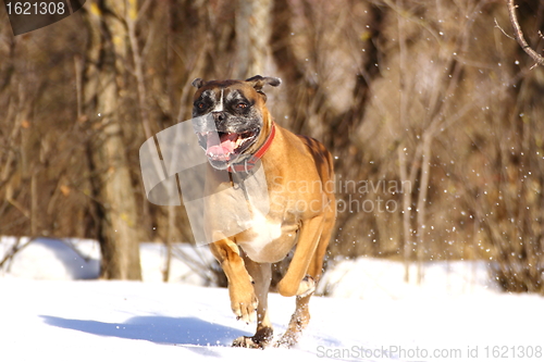 Image of boxer breed running