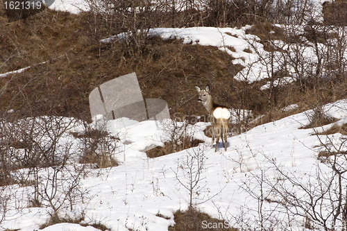 Image of natural camouflage in winter