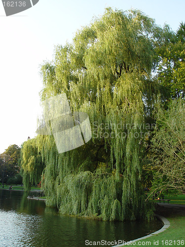 Image of Boston Public Gardens Willow Tree