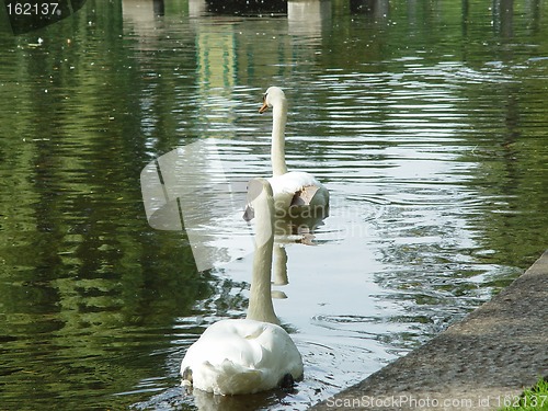 Image of Swans Floating Away