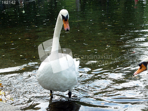 Image of Swan with PMS