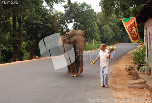 Image of Wild Elephant on the Road
