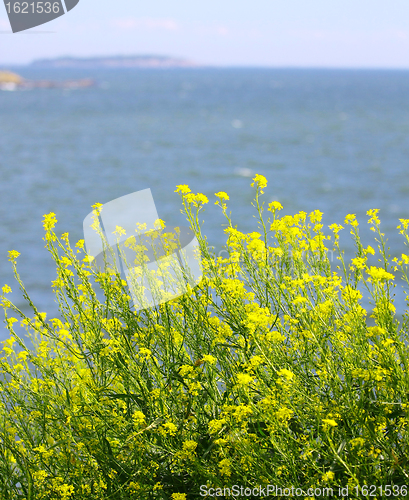 Image of View of Finland Gulf with white yellow flowers in the foreground