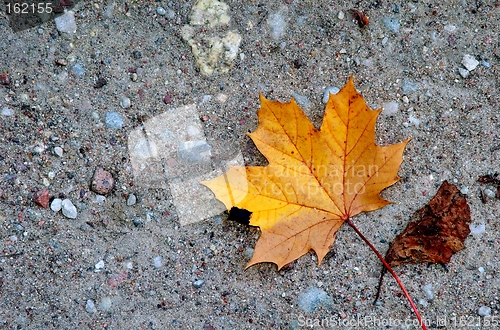 Image of Alone autumnal leaf