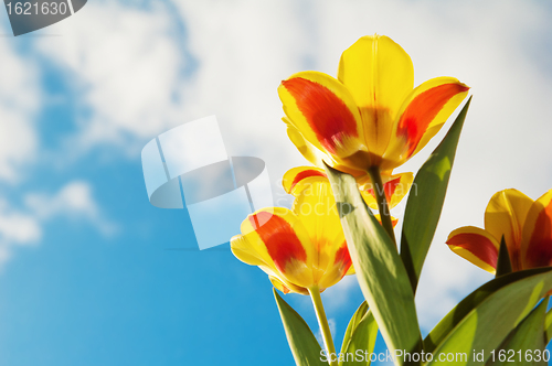 Image of Red-yellow tulips on a background of the blue sky