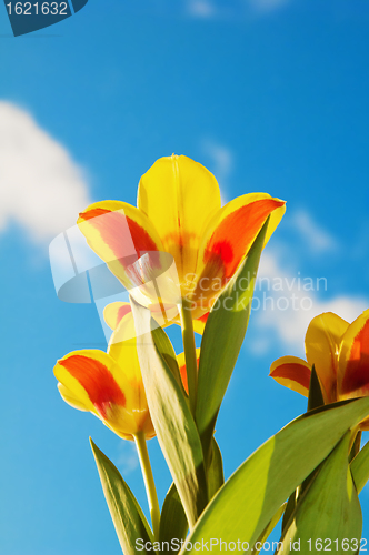 Image of Red-yellow tulips on a background of the blue sky