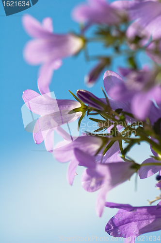 Image of  flowers campanula on a background of the blue sky