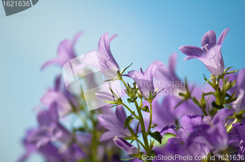 Image of  flowers campanula on a background of the blue sky