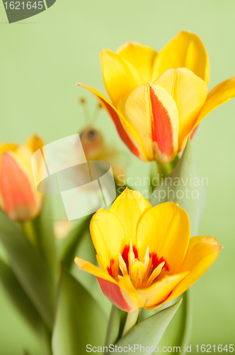 Image of It is red yellow tulips, a close up