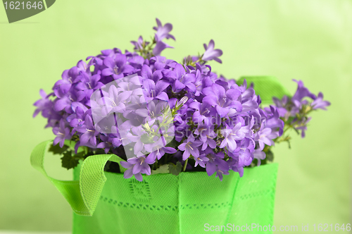 Image of campanula blue a close up