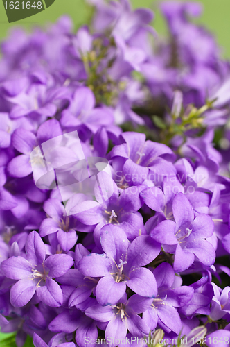 Image of campanula blue a close up