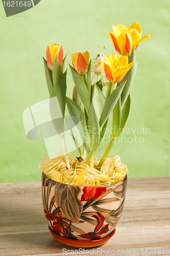 Image of It is red yellow tulips, a close up