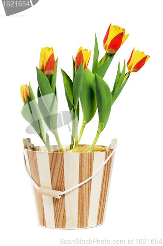 Image of It is red yellow tulips in a bucket, it is isolated on white