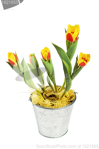 Image of It is red yellow tulips in a bucket, it is isolated on white