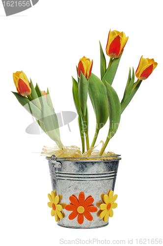 Image of It is red yellow tulips in a bucket, it is isolated on white