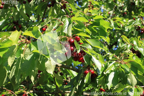 Image of Cherries on branch