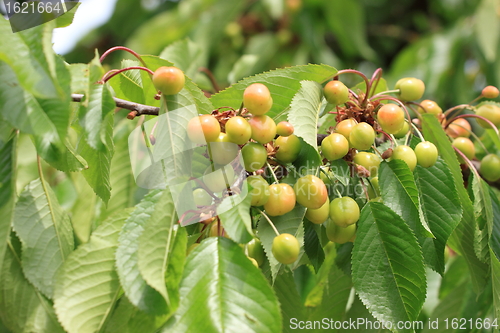 Image of Cherries on branch