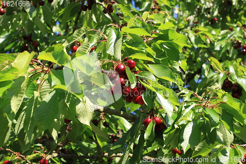 Image of Cherries on branch