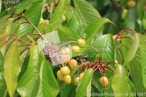 Image of Cherries on branch