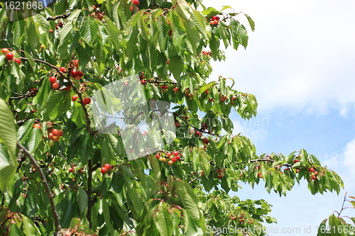 Image of Cherries on branch