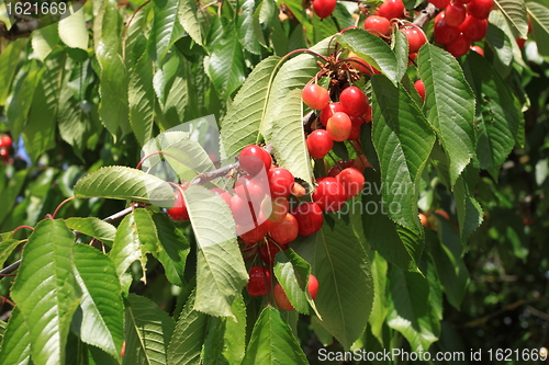 Image of Cherries on branch