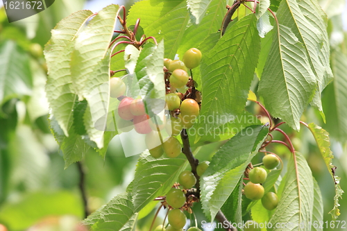 Image of Cherries on branch