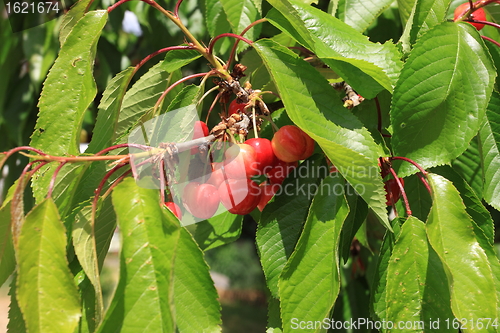 Image of Cherries on branch