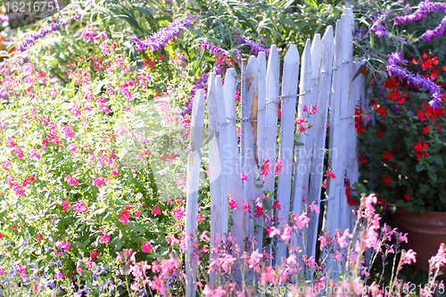 Image of blue wooden barrier with multicolored flowers of spring