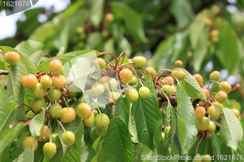 Image of Cherries on branch