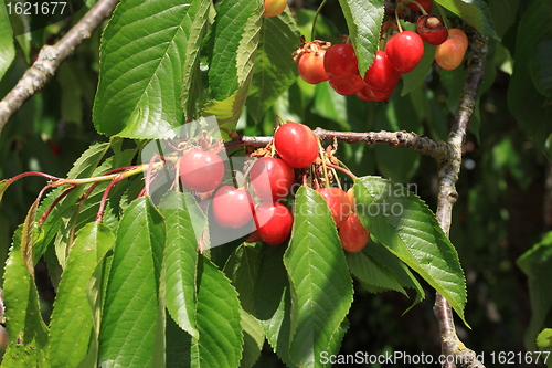 Image of Cherries on branch