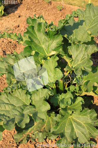 Image of large rhubarb leaves in a garden in spring