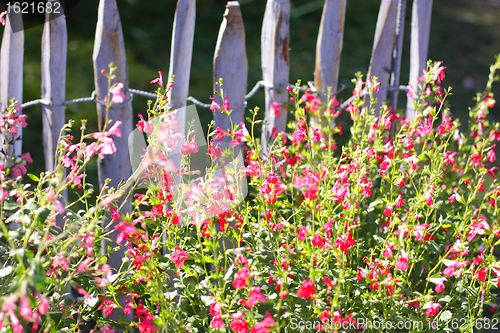 Image of blue wooden barrier with multicolored flowers of spring