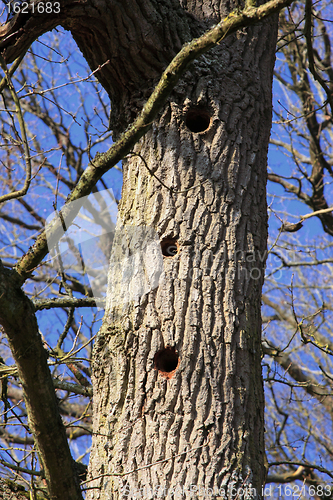 Image of woodpecker holes on a large tree trunk