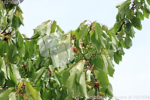 Image of Cherries on branch