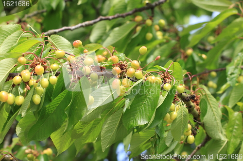 Image of Cherries on branch