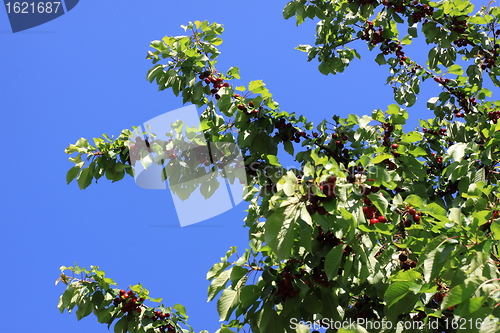 Image of Cherries on branch