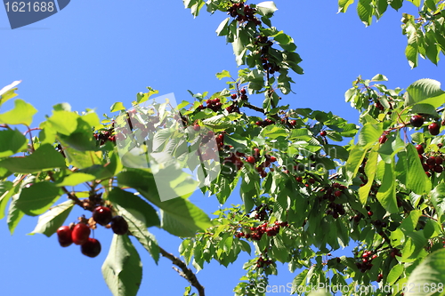 Image of Cherries on branch