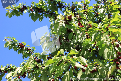 Image of Cherries on branch