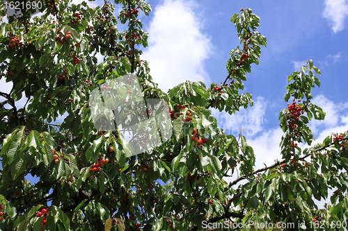 Image of Cherries on branch