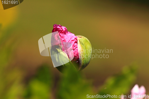 Image of closeup of a flower bud of poppy pink