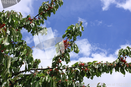 Image of Cherries on branch