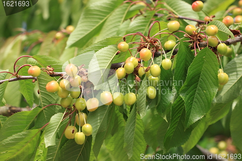 Image of Cherries on branch