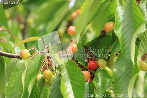 Image of Cherries on branch