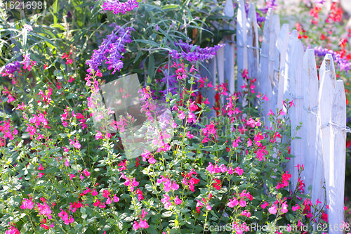 Image of blue wooden barrier with multicolored flowers of spring