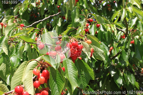 Image of Cherries on branch