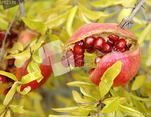 Image of Pomegranate